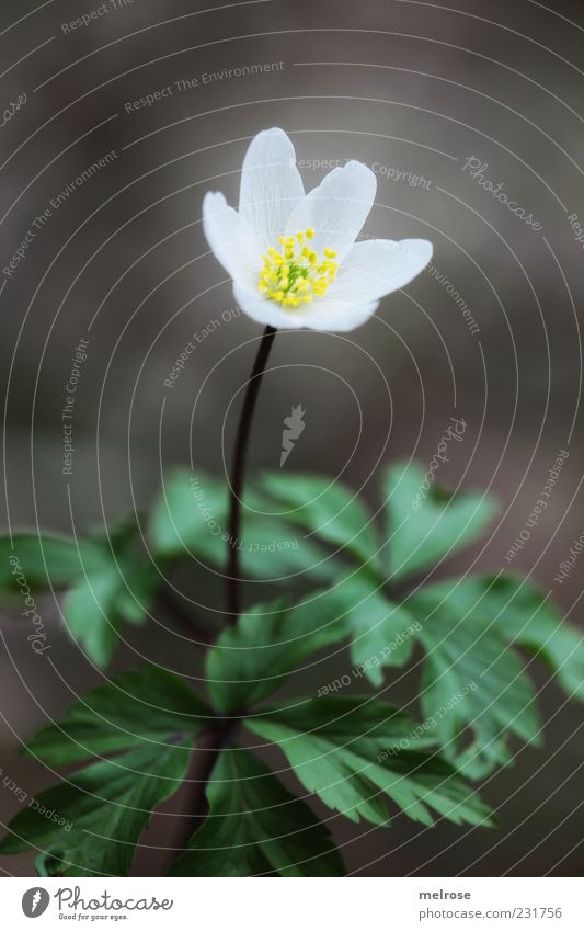 " Lonely " ruhig Umwelt Natur Pflanze Frühling Blume Blatt Blüte Wildpflanze Buschwindröschen Frühlingsblume Anemonen braun gelb grün weiß Farbfoto