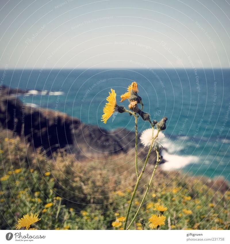 sommer Umwelt Natur Landschaft Pflanze Urelemente Wasser Himmel Wolkenloser Himmel Horizont Frühling Sommer Klima Wetter Schönes Wetter Blume Gras Blatt Blüte