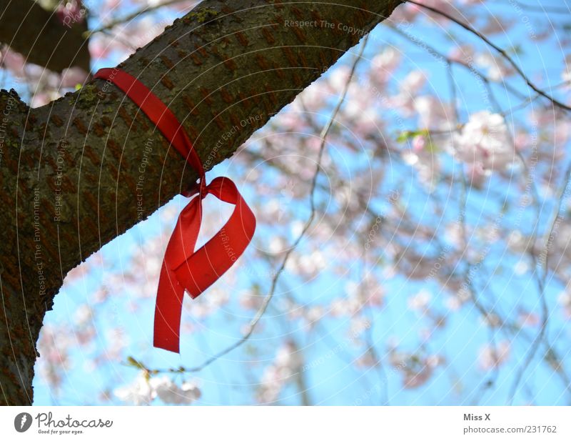 Die rote Schleife Natur Frühling Schönes Wetter Baum Blatt Blüte Blühend hängen Solidarität Zeichen AIDS Knoten Ast Zweige u. Äste Kirschbaum Kirschblüten