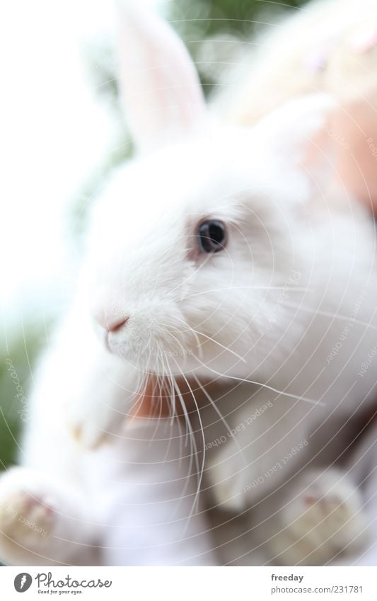 Bin ich zu früh? Tier Haustier Nutztier Fell Hase & Kaninchen 1 schön Trägheit bequem Osterhase Pfote Ohr Nase Angsthase weiß hell Farbfoto mehrfarbig