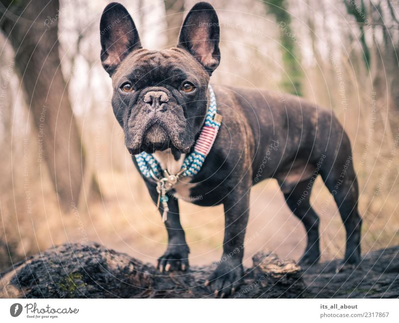 Barnie II Tier Haustier Hund Französische Bulldogge French Bulldog Frenchie Frenchy 1 Blick stehen braun schwarz Farbfoto Gedeckte Farben Außenaufnahme Tag