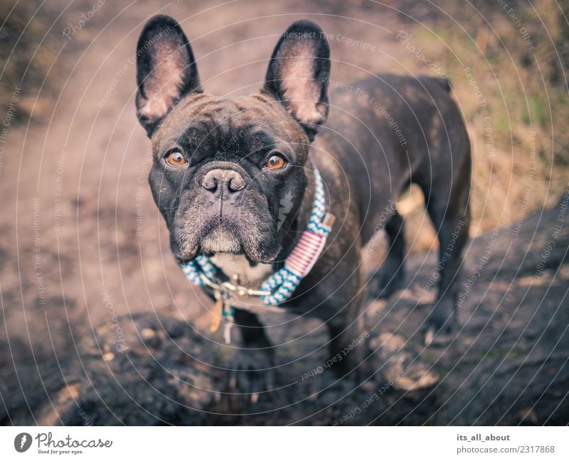 Barnie Tier Haustier Hund französische Bulldogge Frenchie Frenchy 1 dünn braun schwarz Farbfoto Gedeckte Farben Außenaufnahme Textfreiraum links Tag