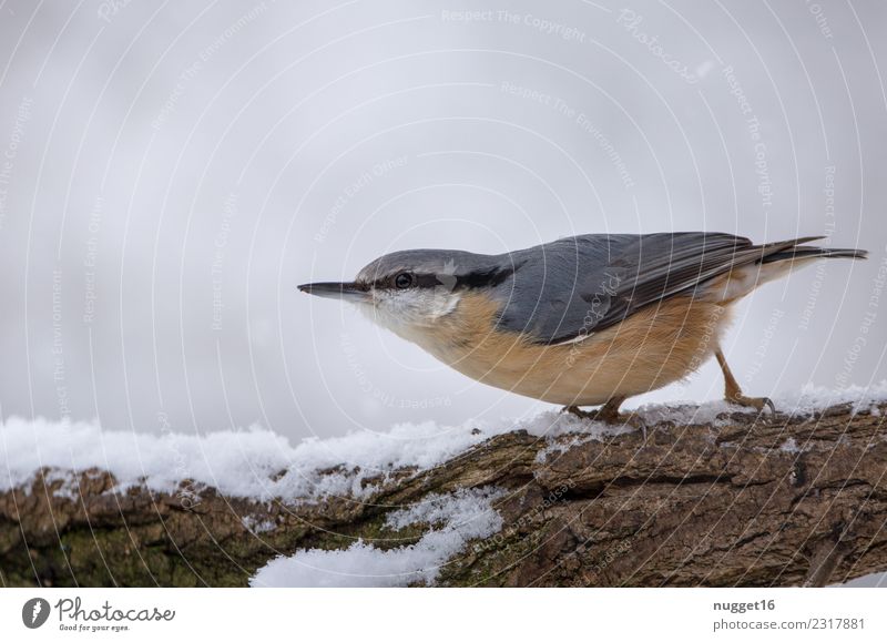 Kleiber im Schnee Umwelt Natur Tier Winter Eis Frost Schneefall Baum Ast Garten Park Wald Wildtier Vogel Tiergesicht Flügel Krallen 1 Aggression ästhetisch