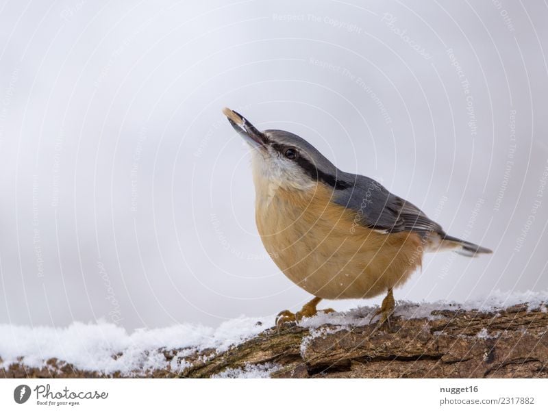 Kleiber im Schnee Umwelt Natur Tier Winter Eis Frost Schneefall Ast Garten Park Wald Wildtier Vogel Tiergesicht Flügel Krallen 1 ästhetisch authentisch Coolness