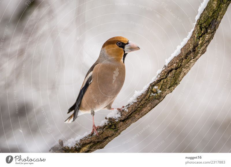 Kernbeißer auf Ast Umwelt Natur Tier Winter Eis Frost Schnee Schneefall Baum Garten Park Wald Wildtier Vogel Tiergesicht Flügel Krallen 1 ästhetisch authentisch