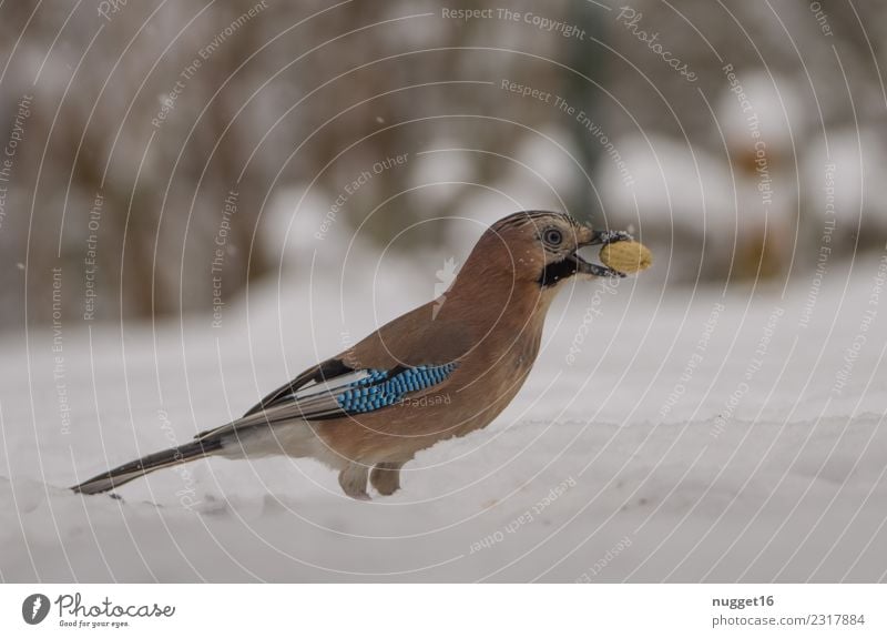 Eichelhäher im Schnee Umwelt Natur Tier Winter Klima Wetter Eis Frost Schneefall Erdnuss Garten Park Wiese Wald Wildtier Vogel Tiergesicht Flügel Krallen 1