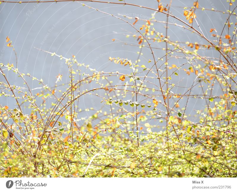 Triebe Natur Frühling Pflanze Sträucher Blatt Blühend Wachstum zartes Grün filigran Ast Zweige u. Äste Farbfoto Außenaufnahme Menschenleer Textfreiraum links