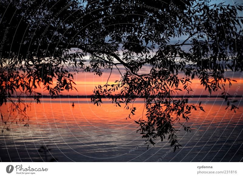 Sometimes harmonisch Wohlgefühl Erholung ruhig Umwelt Natur Landschaft Wasser Himmel Horizont Sonnenaufgang Sonnenuntergang Baum Seeufer Einsamkeit Freiheit