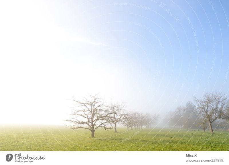 mein bestes Foto 2011 Himmel Frühling Wetter Schönes Wetter Nebel Baum Feld kalt blau Stimmung Streuobstwiese Beginn Morgen Luft Ferne Horizont Farbfoto