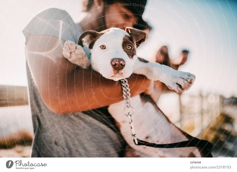 Süßer Welpe und sein Besitzer am Strand Lifestyle Freude Glück Sommer Sonne Mann Erwachsene Freundschaft Natur Tier Park Haustier Hund Lächeln Umarmen