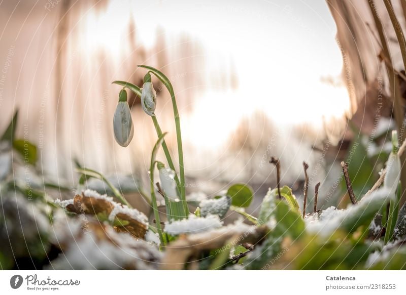 Drüber und drunter | die Temperaturen. Schneeglöckchen im Schnee am Abend Natur Pflanze Luft Sonnenaufgang Sonnenuntergang Sonnenlicht Winter Schönes Wetter Eis