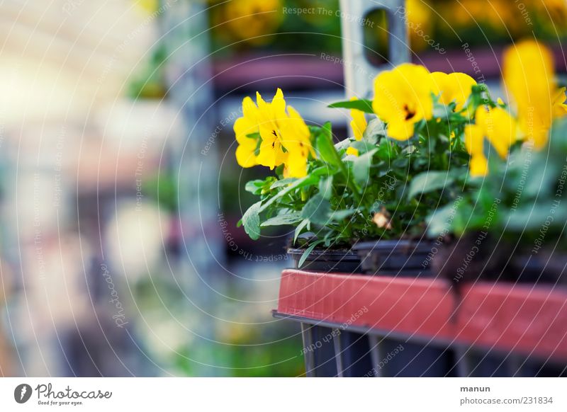 Pflanzzeit Dekoration & Verzierung Gärtnerei Handel Marktstand Natur Frühling Pflanze Blume Blatt Blüte Gartenbau Stiefmütterchen Blumentopf Verpackung