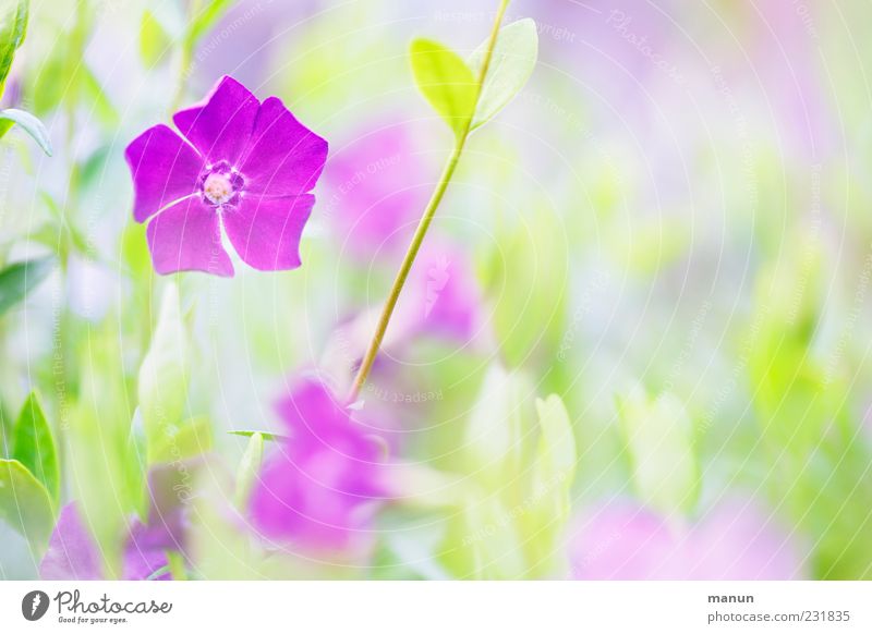 Mädchenfrühling Natur Frühling Pflanze Blume Blatt Blüte Frühlingsblume Frühlingsfarbe hell schön rosa Frühlingsgefühle Farbfoto Außenaufnahme Nahaufnahme