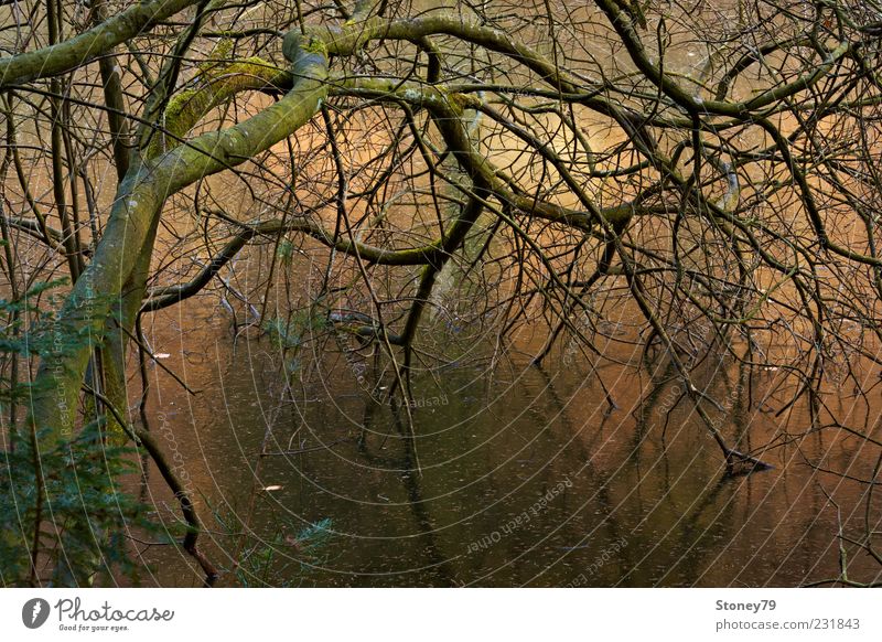 Geäst Natur Landschaft Pflanze Winter Eis Frost Baum Ast Seeufer Teich trist wild braun gold gefroren Neigung Zweig Farbfoto Außenaufnahme Menschenleer