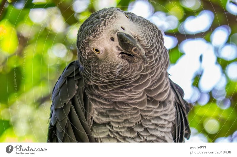 Schräger Blick ;-) elegant Ferien & Urlaub & Reisen Tourismus Ausflug Abenteuer Safari Expedition Gesicht Auge Wald Urwald Tier Wildtier Vogel Tiergesicht