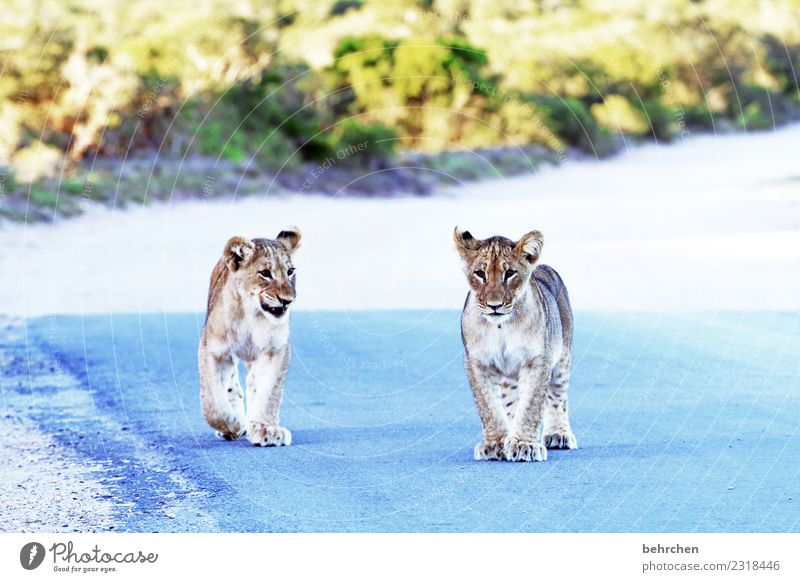 wilde jungs Ferien & Urlaub & Reisen Tourismus Ausflug Abenteuer Ferne Freiheit Safari Südafrika addo elephant national park Wildtier Tiergesicht Fell Pfote