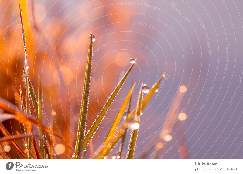 Tropfen am Grashalm im Gegenlicht Natur Pflanze Wassertropfen Frühling Sommer Herbst Regen Halm Wiese glänzend leuchten natürlich Trauer filigran Makroaufnahme