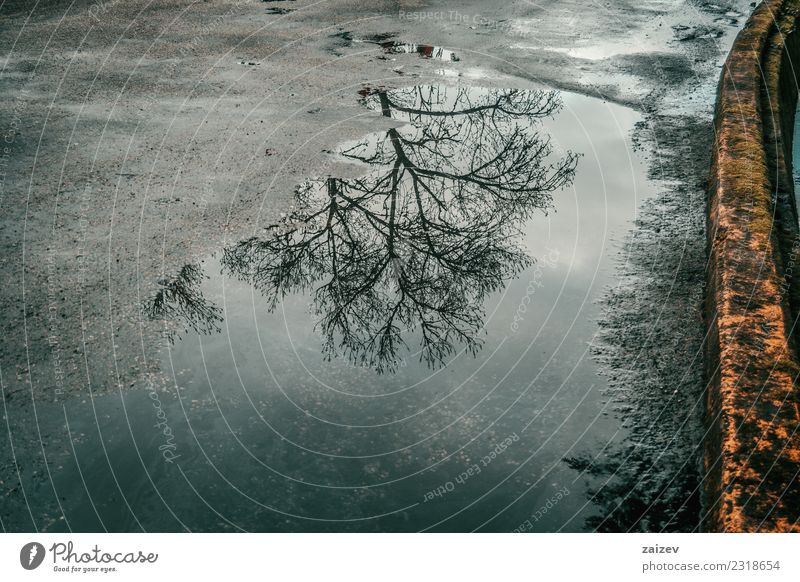 Wasserpfütze auf Asphalt und alter Straße, die im Winter einen Laubbaum widerspiegelt schön Ausflug Natur Wetter Regen Baum Wald hell nass natürlich blau Licht