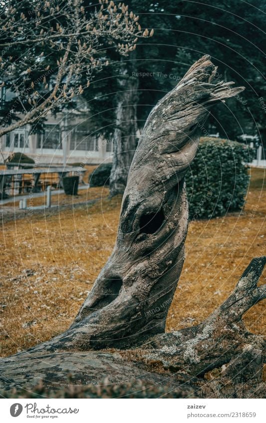 verdrehter und sehr geformter Stamm aus auf die Straße gefallenem altem Holz, dekorativ Garten Natur Pflanze Herbst Baum Gras Blatt Park Wald Wachstum dreckig