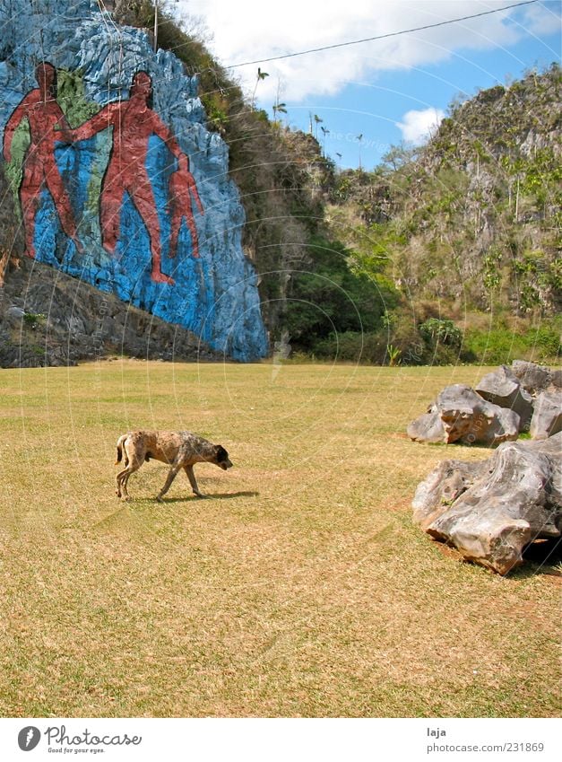 Hund vor Wandbild Kunst Maler Gemälde Natur Landschaft Urelemente Himmel Wolken Schönes Wetter Felsen Valle de Viñales Tier Haustier 1 Stein gehen