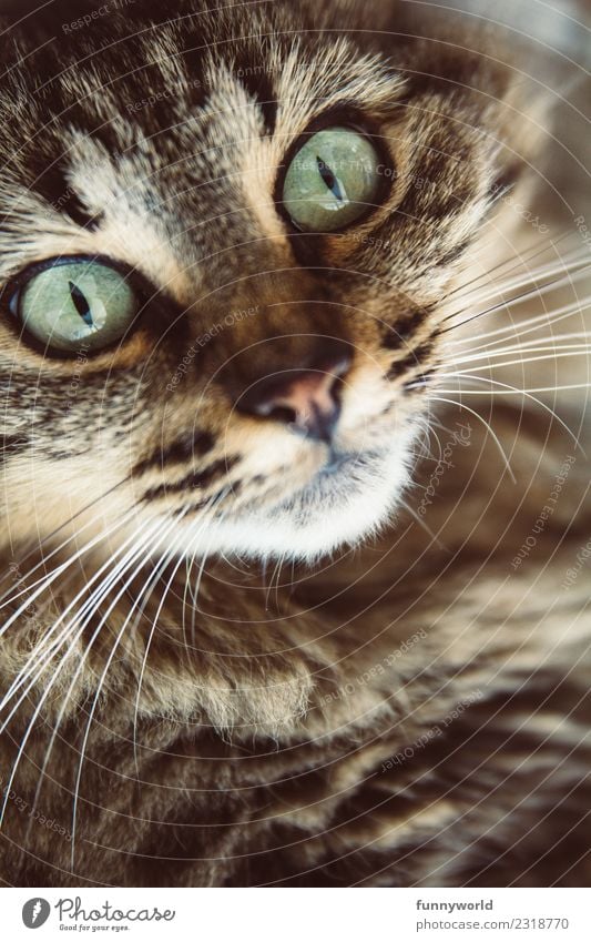 Getigerte Katze mit günen Augen Tier Haustier Tiergesicht 1 glänzend bedrohlich wild weich Fell Tigerfellmuster grün türkis Schnauze Katzenauge Schnurrhaar