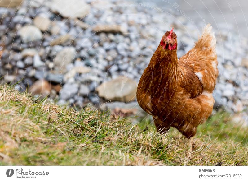 Was kuckst Du? Pflanze Tier Erde Gras Wiese Feld Haustier Nutztier Vogel Huhn 1 beobachten Blick stehen braun Zufriedenheit Tierliebe Hühnerzucht Hackordnung