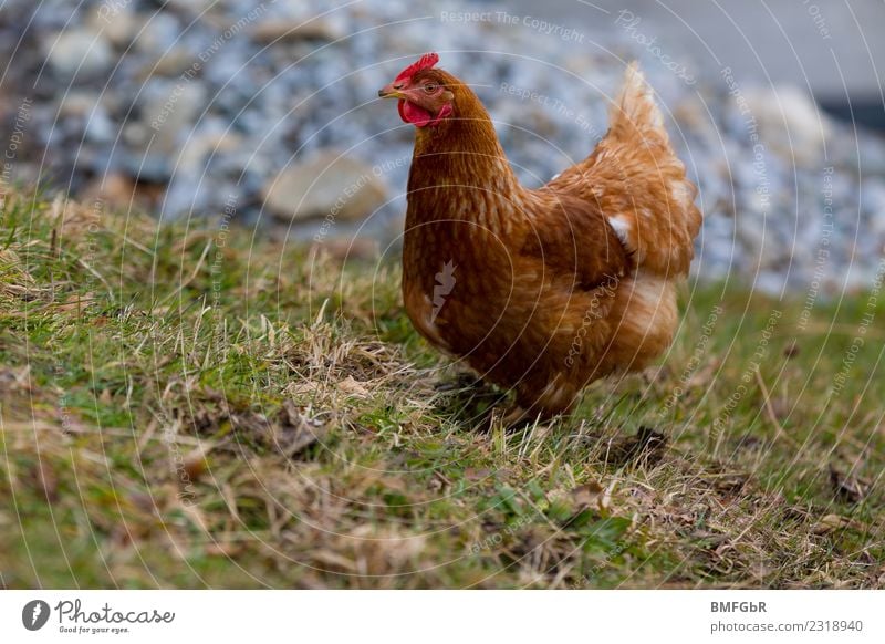 Gackern oder nicht gackern? Pflanze Tier Erde Gras Nutztier Haushuhn Vogel 1 beobachten Blick stehen Zufriedenheit freilaufend haltung biologisch Tierschutz