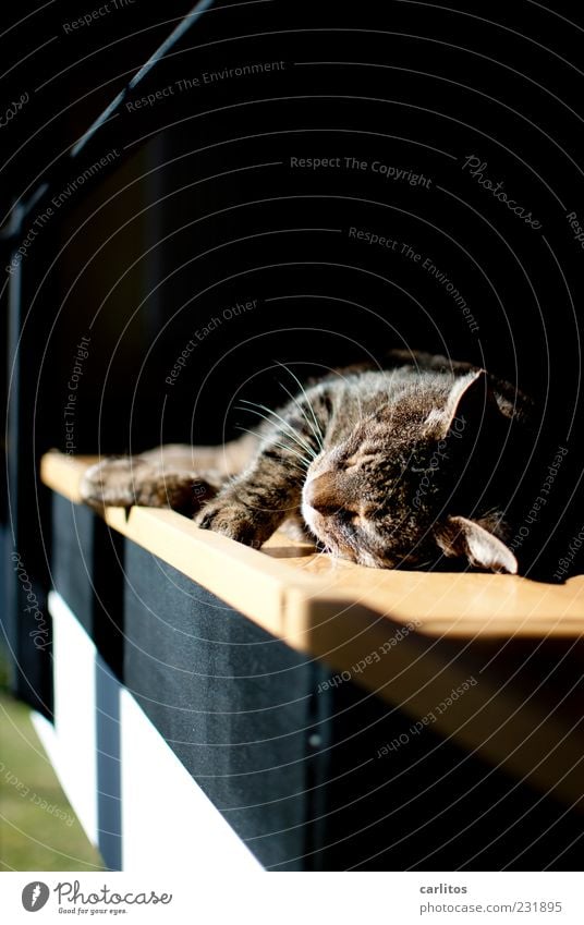 Tut mir leid, Lili - nur 'n Katzenfoto Schönes Wetter alt atmen Erholung genießen liegen schlafen träumen frei schön natürlich niedlich Wärme braun schwarz weiß