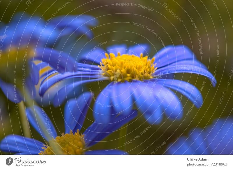 Blaue Margerite Wellness Muttertag Ostern Geburtstag Natur Pflanze Frühling Sommer Blume Blüte Blühend weich blau Frühlingsgefühle filigran zart Makroaufnahme