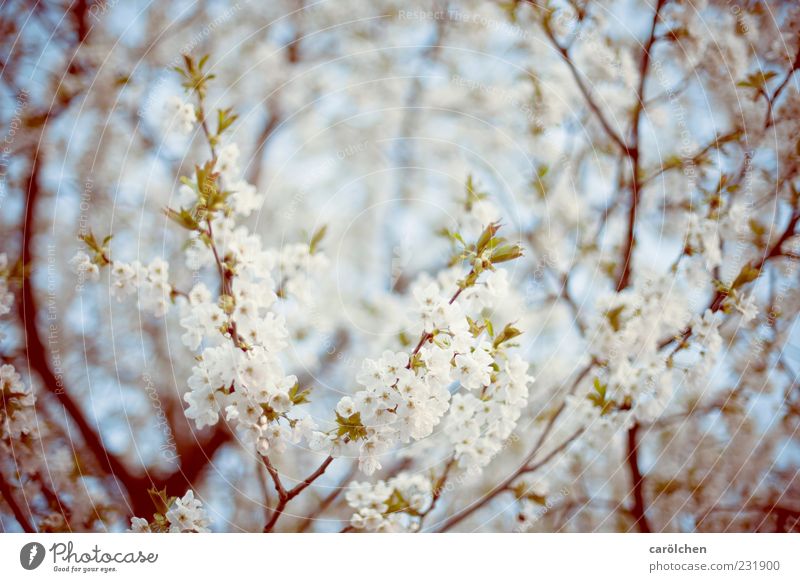 fRühLiNg! Umwelt Natur Frühling Baum Nutzpflanze Garten blau grün weiß Kirschbaum Kirschblüten Blüte Blühend Ast Zweige u. Äste leicht Farbfoto Gedeckte Farben