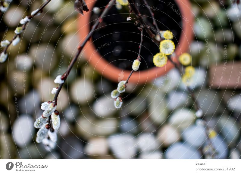 Kurz vorm Frühling (II) Umwelt Natur Pflanze Schönes Wetter Sträucher Blüte Topfpflanze Weidenkätzchen Zweig Garten Blühend Wachstum nass Stein Terrasse