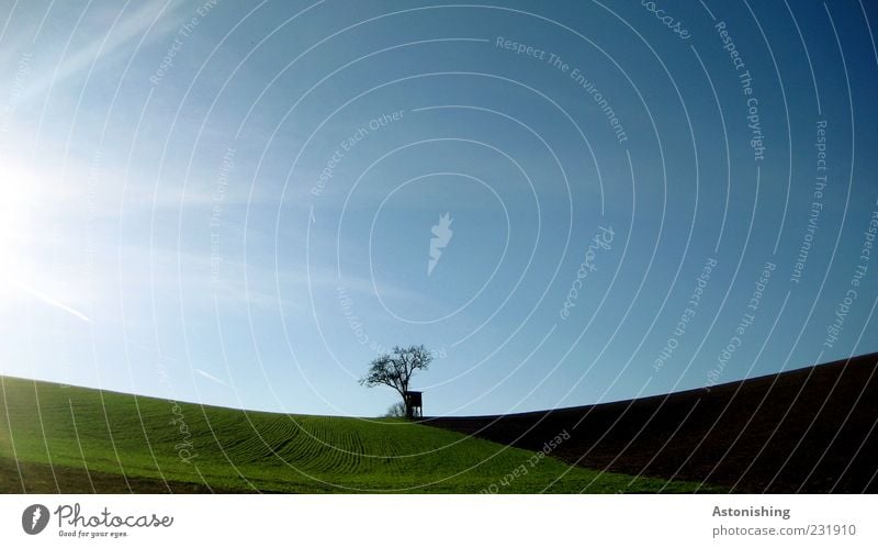 einsam Umwelt Natur Landschaft Pflanze Erde Himmel Wolkenloser Himmel Sonne Frühling Sommer Klima Wetter Schönes Wetter Baum Gras Wiese Feld Hügel blau braun