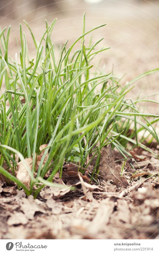 IIIII Umwelt Natur Erde Frühling Pflanze Gras Blatt Wachstum natürlich grün Grasbüschel Sonnenlicht Halm Textfreiraum unten Textfreiraum rechts Detailaufnahme