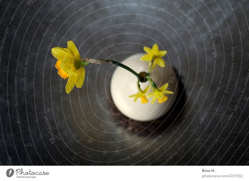 OsterStill Lifestyle Ostern Frühling Blume Blüte Narzissen Dekoration & Verzierung Blühend gelb Stillleben Vase Gelbe Narzisse Kunst Ei Farbfoto Innenaufnahme