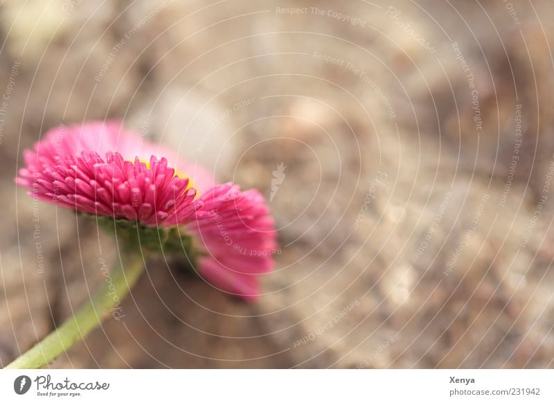 Rosa Pflanze Blume Blüte Gänseblümchen grün rosa Frühlingsgefühle Farbfoto Außenaufnahme Makroaufnahme Textfreiraum rechts Textfreiraum oben Tag Unschärfe