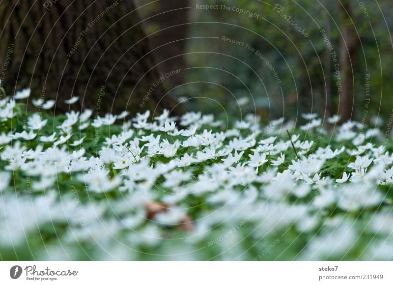 Standard Frühling Pflanze Baum Blühend Wachstum grün Anemonen Farbfoto Außenaufnahme Nahaufnahme Menschenleer Schwache Tiefenschärfe Waldwiese