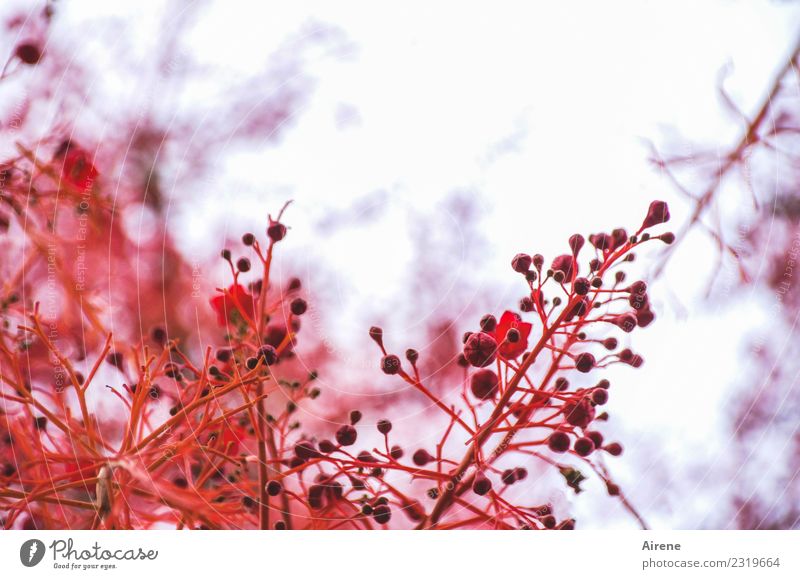 Vorglühen Pflanze Baum Blüte exotisch Zweige u. Äste Blütenknospen Blühend Erotik Romantik Beginn Farbe Natur Wachstum Farbfoto Außenaufnahme Detailaufnahme