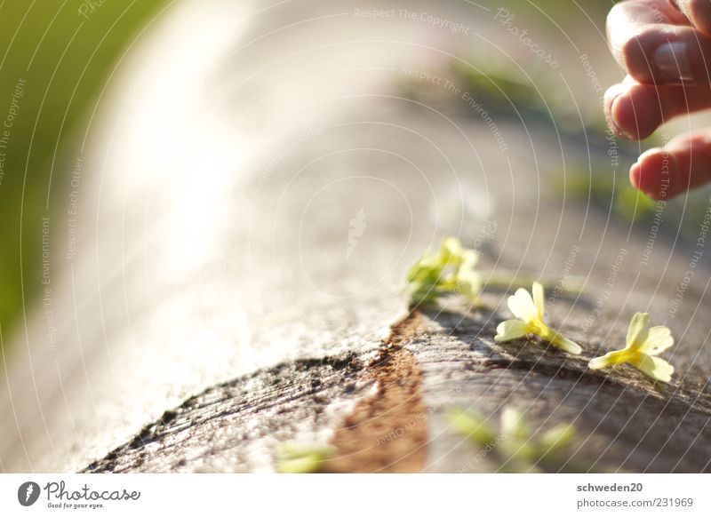 jäger und sammler Hand Finger Natur Frühling Sommer Schönes Wetter Pflanze Baum Blume Blüte Wildpflanze Holz Wachstum braun gelb grün ansammeln Sammelgut liegen