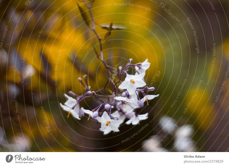 Nachtschatten - Jasmin (Solanum laxum) elegant Wellness Leben harmonisch Wohlgefühl Zufriedenheit Sinnesorgane Erholung ruhig Meditation Duft