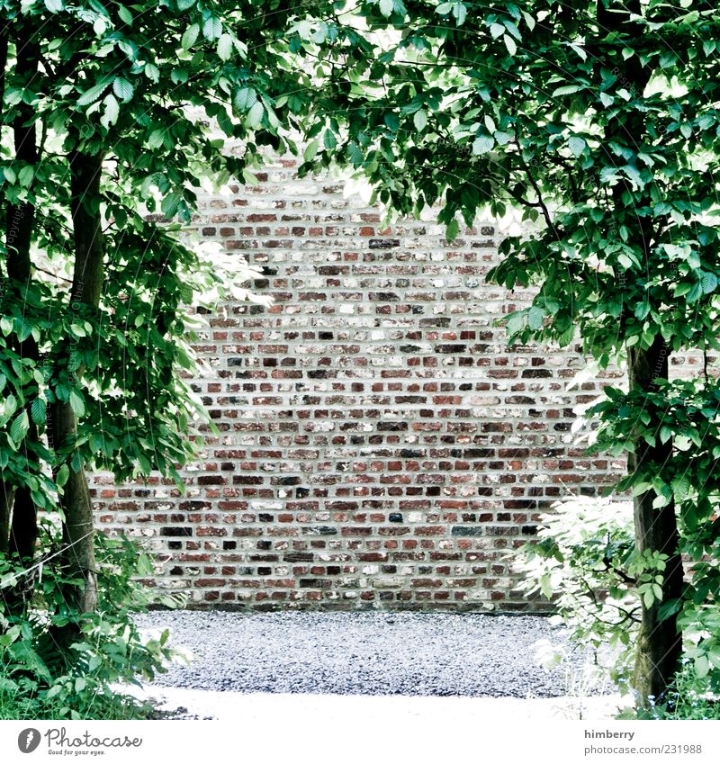 am ende ist ende Umwelt Natur Frühling Sommer Klima Wetter Schönes Wetter Pflanze Baum Blatt Grünpflanze Garten Park Mauer Wand Fassade außergewöhnlich Design