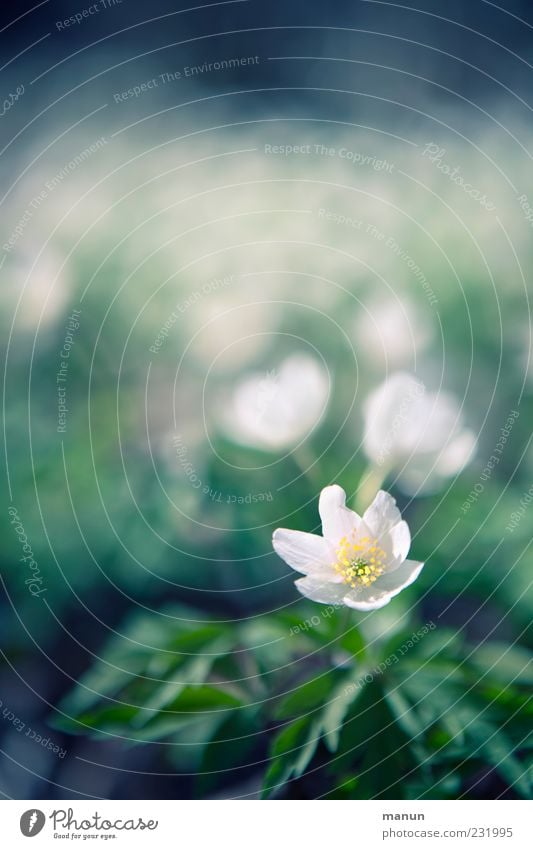 ein Blümchen Natur Frühling Blume Blatt Blüte Wildpflanze Buschwindröschen Frühlingsblume Frühblüher Duft hell schön natürlich Frühlingsgefühle Farbfoto