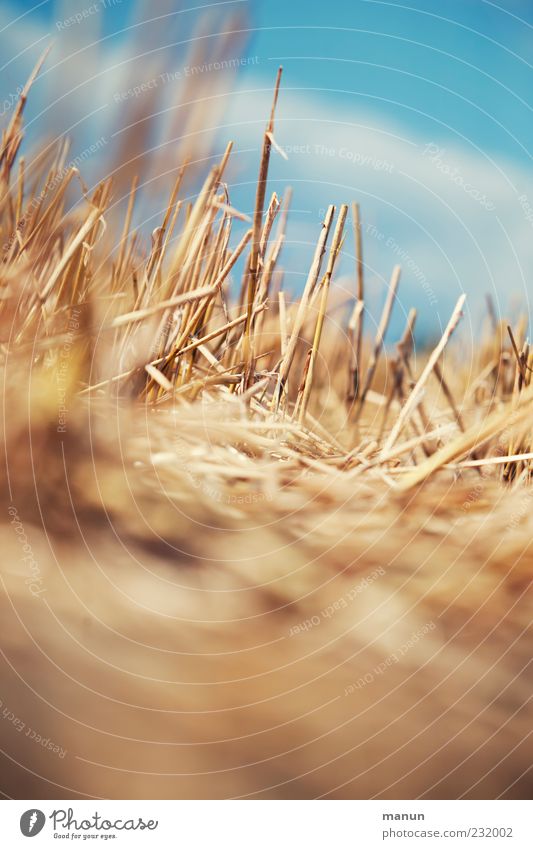 Strohhalme Landwirtschaft Forstwirtschaft Natur Himmel Sommer Wärme Pflanze Stoppelfeld strohig Ernte Halm Feld Weizenfeld authentisch einfach natürlich