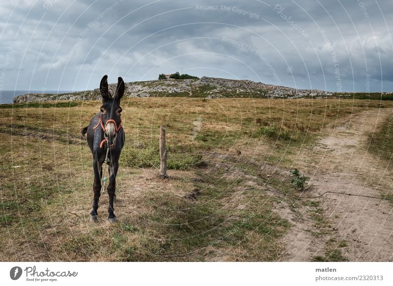 der Wächter Landschaft Wolken Horizont Sommer schlechtes Wetter Gras Küste Tier Haustier 1 schreien blau braun grau grün Esel Farbfoto Gedeckte Farben