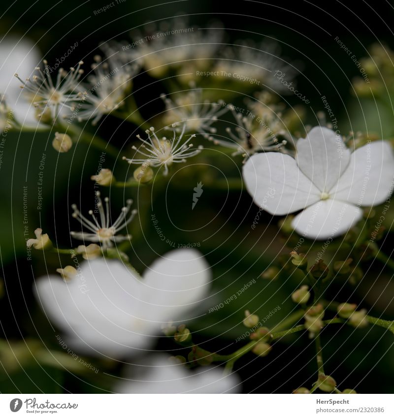 Antennen Umwelt Natur Pflanze Blüte Garten Park ästhetisch schön klein weich weiß zart zartes Grün Blütenstiel Samen winzig Sträucher Farbfoto Gedeckte Farben