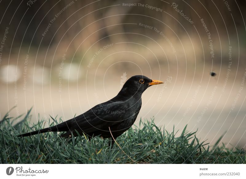 Last minute Natur Tier Gras Wildtier Vogel 1 sitzen warten grün schwarz Amsel Singvögel Schnabel Ornithologie heimisch Feder Farbfoto Gedeckte Farben