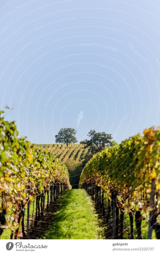 Pfälzer Weinberge Lifestyle Leben harmonisch Wohlgefühl Zufriedenheit Sinnesorgane Erholung Duft Sonne Berge u. Gebirge wandern Umwelt Natur Landschaft