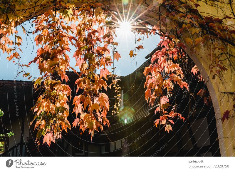 Wein in der Pfalz Umwelt Natur Luft Himmel Herbst Schönes Wetter Pflanze positiv blau gold rot Zufriedenheit Lebensfreude Leichtigkeit Weinbau Weinblatt