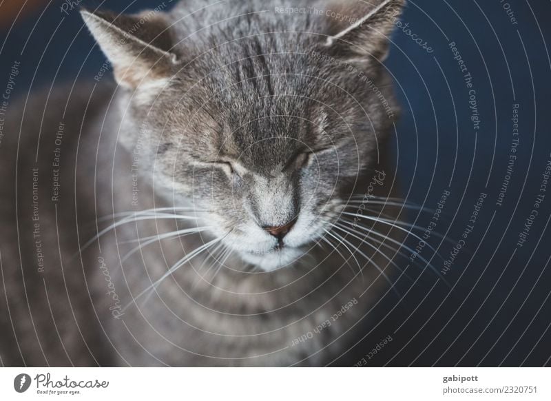 Montagsblues Tier Haustier Katze 1 Freundlichkeit kuschlig niedlich weich grau Tierliebe verschlafen Müdigkeit Fell Kuscheln Farbfoto Gedeckte Farben