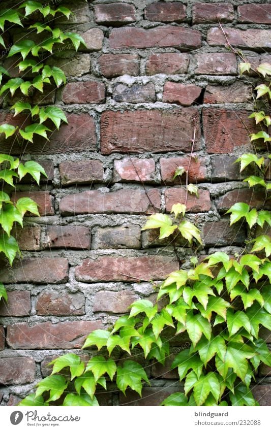 Leaf Me Alone Efeu Mauer Wand Fassade Stein alt braun grau grün rot schwarz weiß Mörtel Fuge Altbau Farbfoto Detailaufnahme Menschenleer Tag Licht Schatten