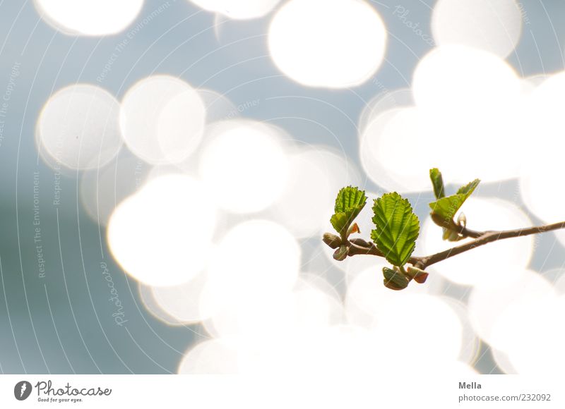 April Umwelt Natur Pflanze Wasser Frühling Blatt Ast Teich See glänzend Wachstum frisch natürlich neu blau grün Hoffnung Leben nachhaltig Farbfoto Außenaufnahme